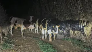 Imagen de algunos de los terneros que se habían escapado de una granja de Binéfar.