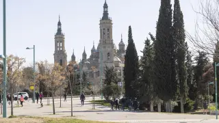 Varios cipreses en Zaragoza, con la Basílica del Pilar al fondo, esta semana.