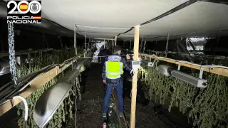 La Policía Nacional detiene a dos hombres que cultivaban marihuana en una nave en Calatayud.