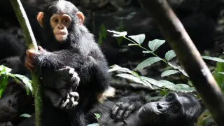La chimpancé Kanywara Ginger (de unos 3 meses de edad) trepa a los pies de su madre Gola.