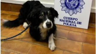 El perro que fue robado a unos turistas alemanes una vez rescatado.