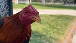 El gallo con la cresta cortada que la Policía Local encontró en el parque de La Aljafería.