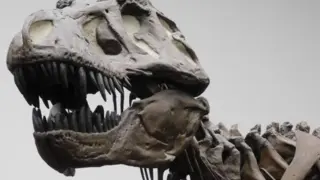 T. Rex vivió a finales del Cretácico (hace unos 66 millones de años) y era exclusivo del oeste de América del Norte...KAI R. CASPAR..29/04/2024 [[[EP]]]