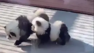 Los dos perros chow chow teñidos como osos panda en un zoológico en China.