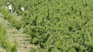 La recolección de la cereza ha dado el pistolezado de salida para la campaña de fruta de hueso en Aragón.