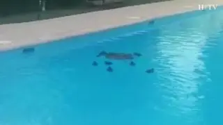 Una familia de patos combate el calor en una piscina de Zaragoza