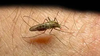 El mosquito de malaria