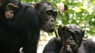 Imagen de dos chimpancés