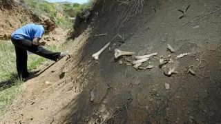 Algunos de los huesos han quedado completamente al descubierto.