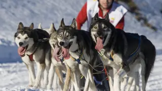 Los perros, protagonistas en la estación de esquí de Fanlo.