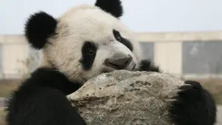 El oso panda ha sido un icono del ecologismo