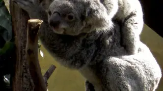 En la imagen, EyePet, la única cría de koala nacida en España.