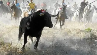 Multitudinario, polémico y rápido Torneo del Toro de la Vega en Tordesillas