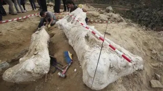 Encuentran en Riodeva el fémur de dinosaurio más grande de Europa