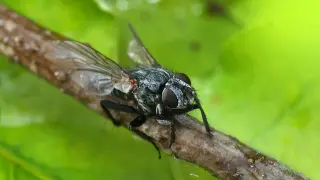 La comprensión del proceso de desarrollo de estos insectos podría aportar mucha información sobre el momento exacto del fallecimiento.