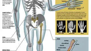Infografía 'El calendario en tus huesos'