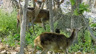 Varios ciervos en una imagen de archivo de la reserva Montes Universales.