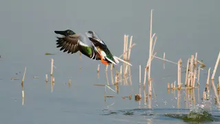 Un cuchara común emprende el vuelo en la laguna de Sariñena