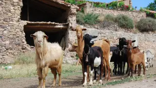 Rebaño de cabras en Sierra de Arcos.