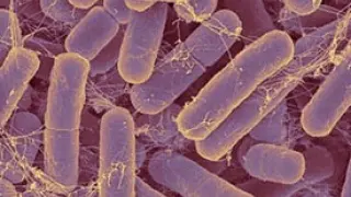 Colonia de bacteroides, el grupo de bacterias más numeroso de nuestro intestino. Entre otras funciones beneficiosas, protegen la mucosa intestinal: son los guardianes del castillo.
