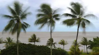 El fuerte viento agita las palmeras en Cairns, al norte de Queensland (Australia).