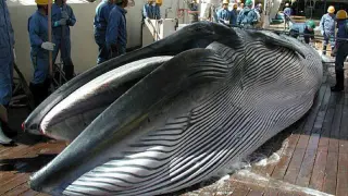 Una ballena capturada por un ballenero japonés.