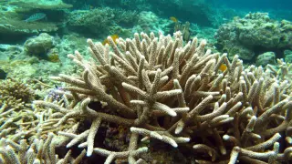La subida de temperaturas ha blanqueado lso arrecifes, lo que puede ser su muerte