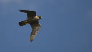 El halcón peregrino alcanza los 300 km/h en vuelo