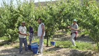 Temporeros recogiendo fruta