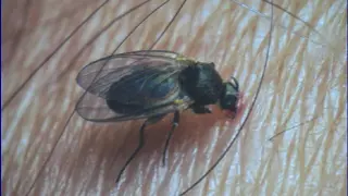 Un ejemplar de la molesta mosca negra