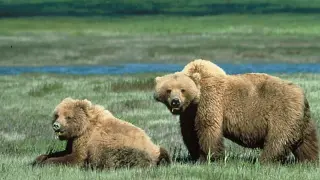 Los osos grizzly de Yellowstone