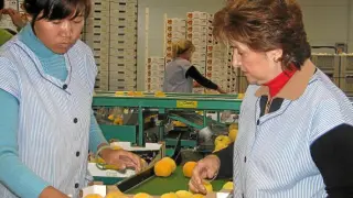 Las trabajadoras seleccionan la fruta en una de las cooperativas calandinas.