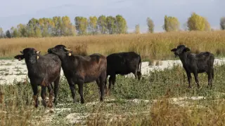 Gran expectación para ver a los cinco búfalos que ya se encuentran en la laguna de Cañizar