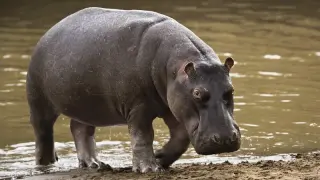 Imagen de un hipopótamo en un zoo de Zúrich