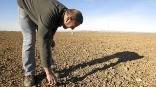 Josué Elbaile, de Lalueza, muestra los problemas de nascencia del cereal, pese al riego.