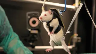 Una rata en pleno tratamiento