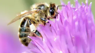 Las abejas de miel están amenazadas