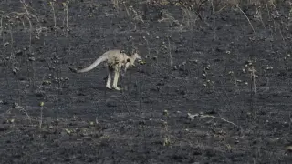 Un canguro deambula por una zona calcinada