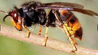 Preocupación entre los apicultores por el avance de la avispa asiática