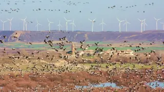 Montmesa recibe a las grullas en su viaje migratorio al norte de Europa