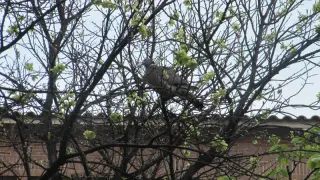 Una paloma torcaz en Zaragoza