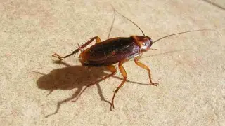 Las cucarachas pueden provocar ciertas enfermedades.