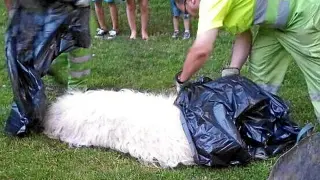 El perro, un mastín de 57 kilos, tras ser abatido