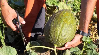 Un melón, listo para ser cortado de la mata por Javier Enguid
