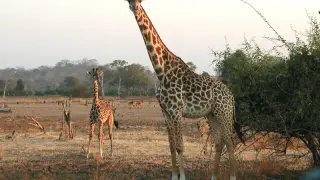 La población de jirafas cae un 43% y corre peligro de extinción