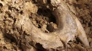 Fósiles de Ursus deningeris
