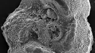 Microfósiles del Cretácico Superior de Túnez hallados por el Equipo de Micropaleontología