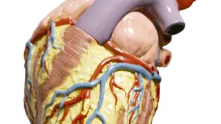 El corazón y la circulación sanguínea