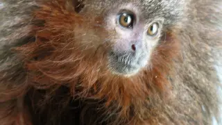 Mono tití de Caquetá, una de las especies descubiertas en el Amazonas