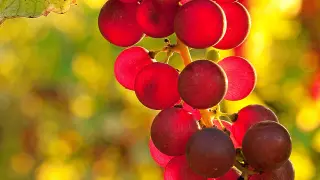 Las uvas, un fruto rico en antioxidantes